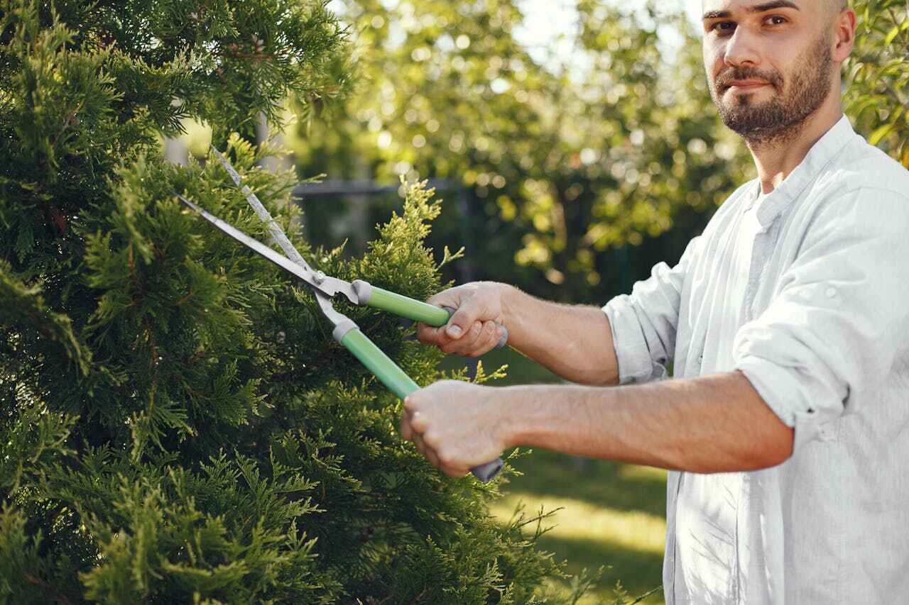 Best Tree Cutting Near Me  in USA